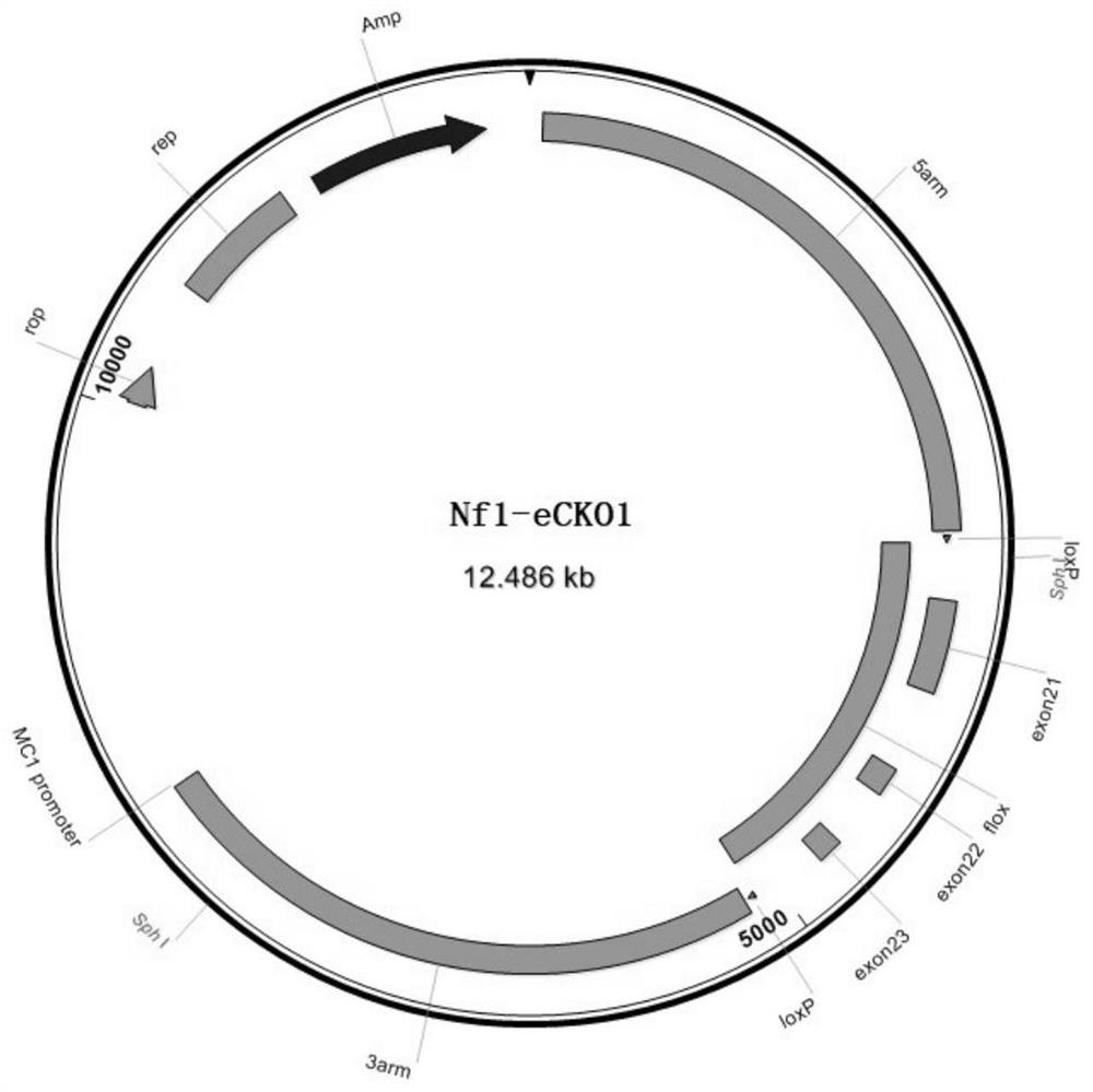 Construction method of Nf1 gene knockout animal model