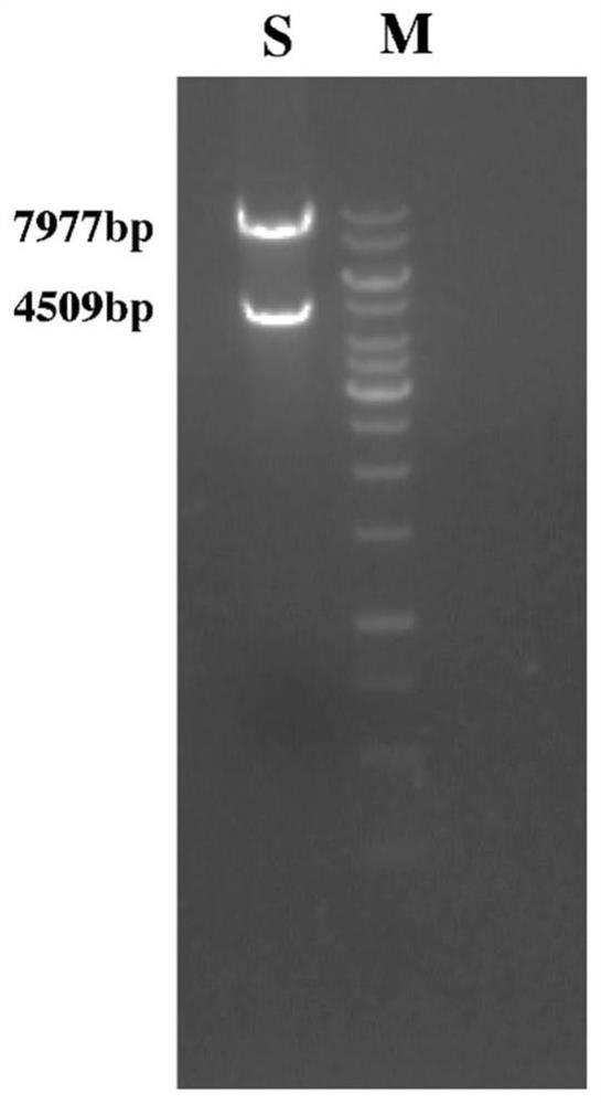 Construction method of Nf1 gene knockout animal model