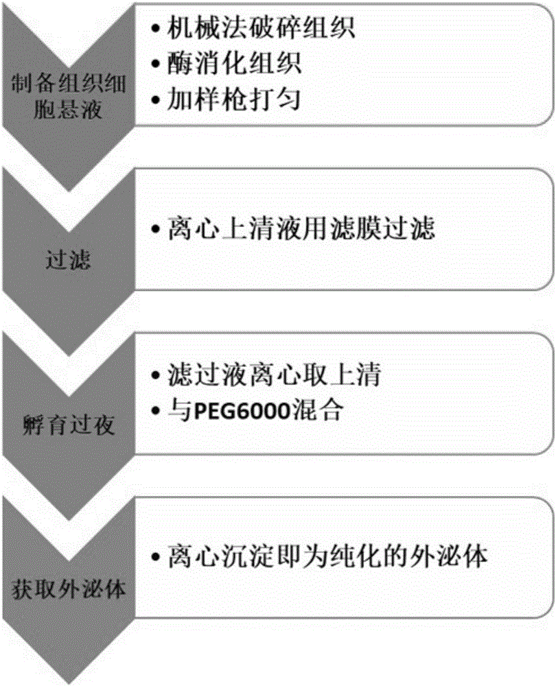 Tissue-derived exosome extraction method and application thereof