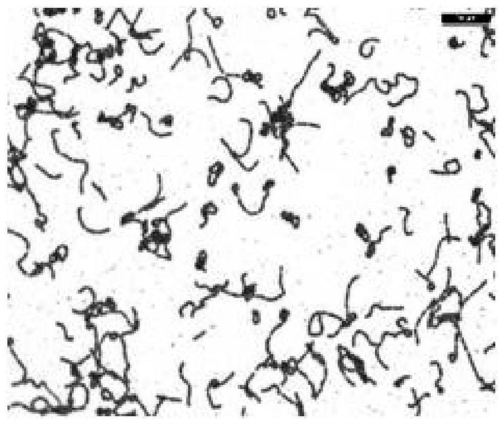 Lactobacillus rhamnosus R7970 as well as product and application thereof