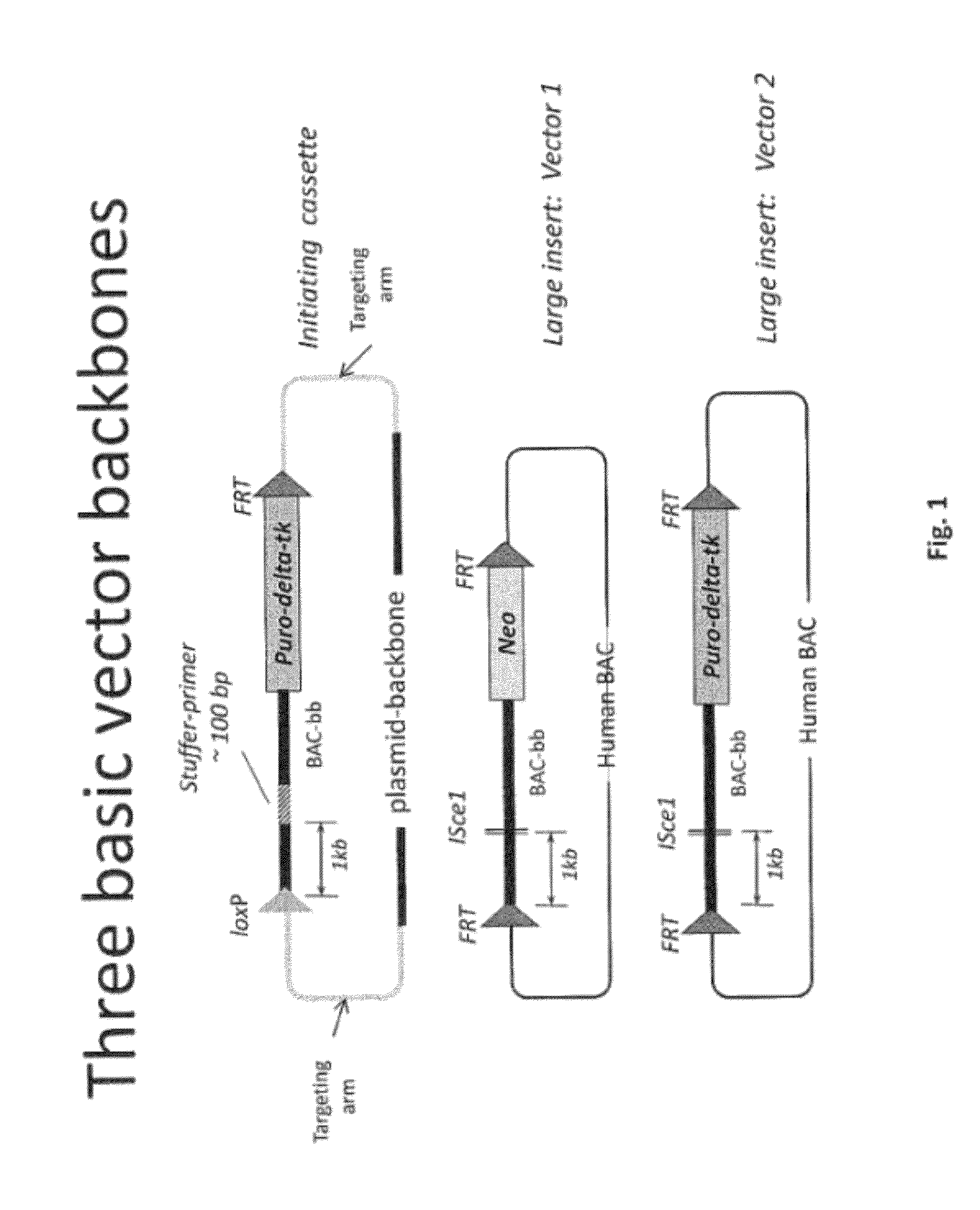 Animal models and therapeutic molecules