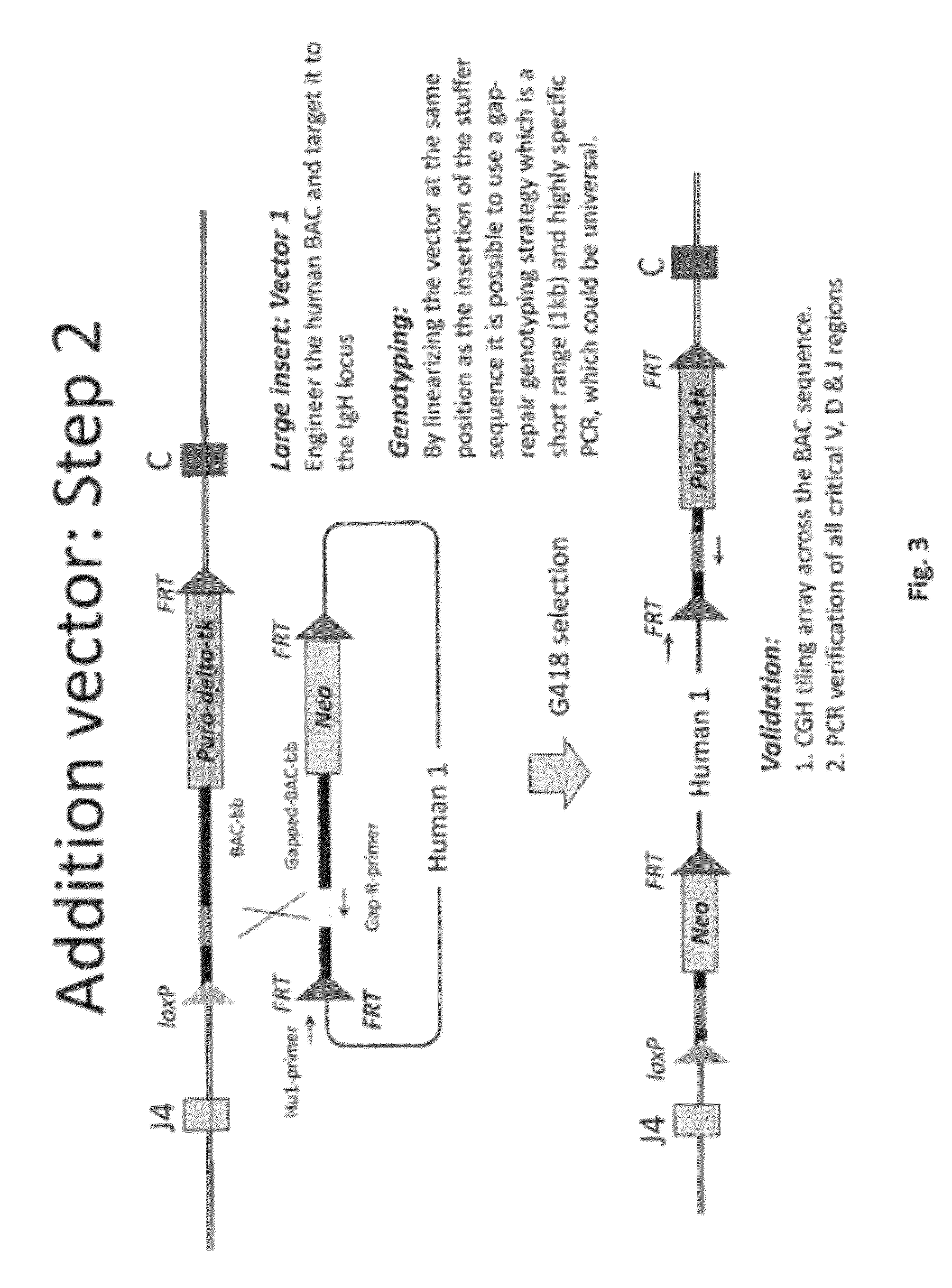 Animal models and therapeutic molecules