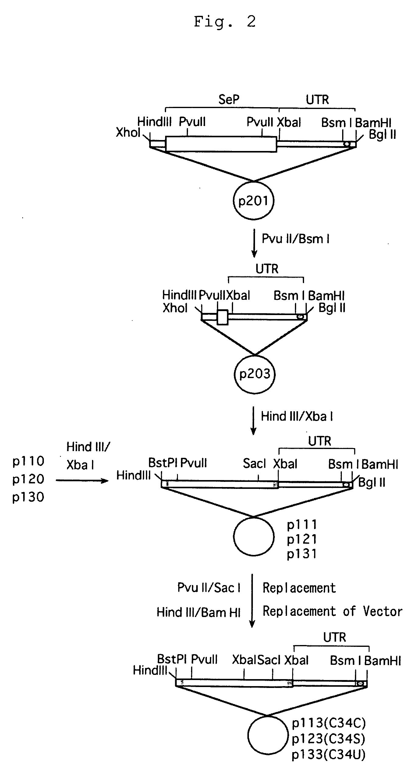 Novel selenocysteine-containing protein