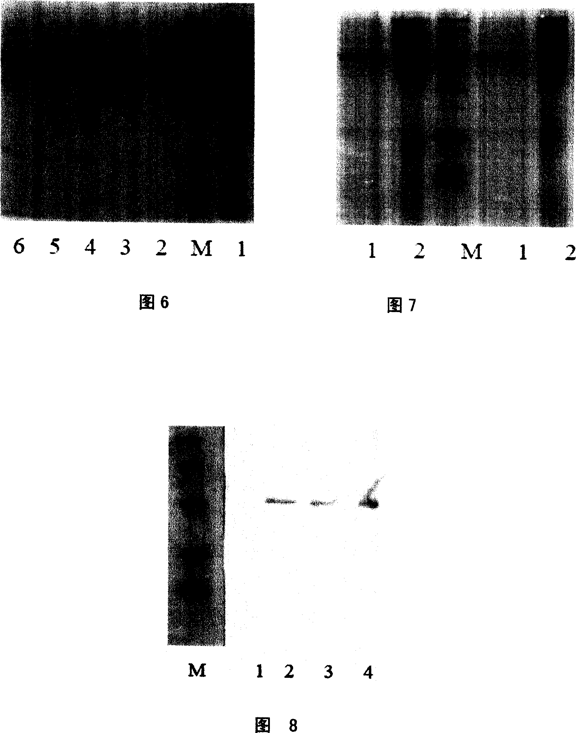 Method for producing triose phosphate isomerase