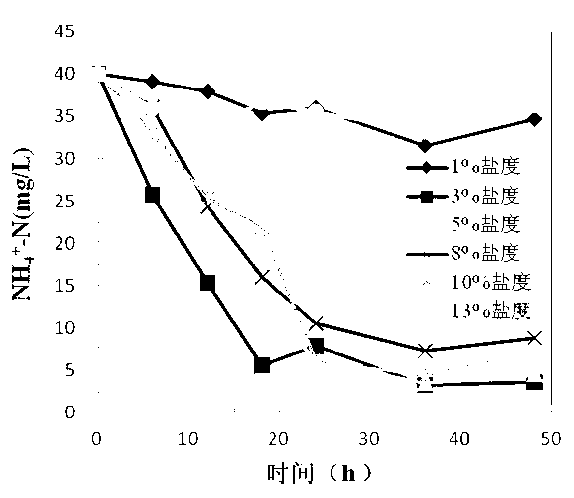 Application of salt-tolerant nitrogen and phosphorus removing bacillus alitudinis to wastewater treatment