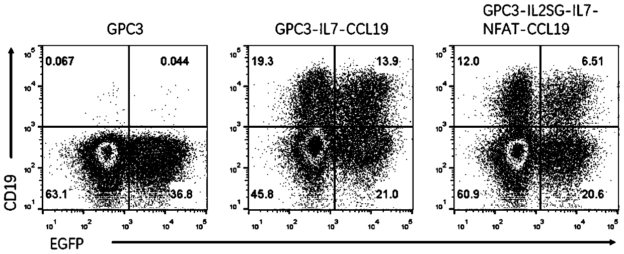 Chimeric antigen receptor T cell and application thereof