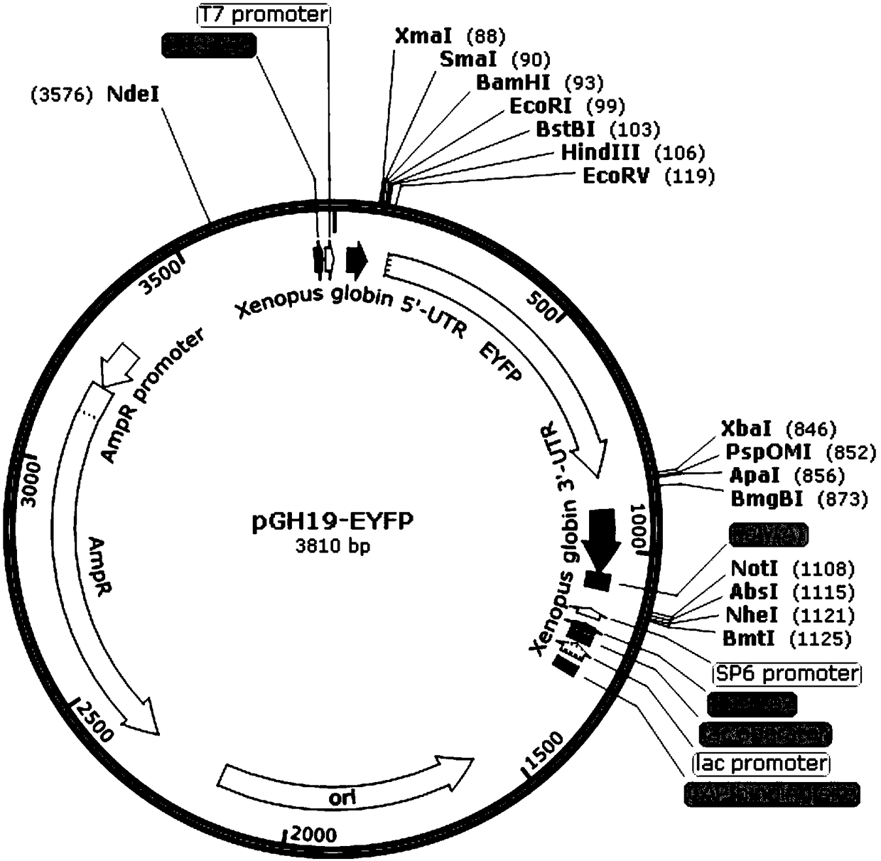 Xenopus laevis oocyte expression carrier with yellow or red fluorescence protein label and application