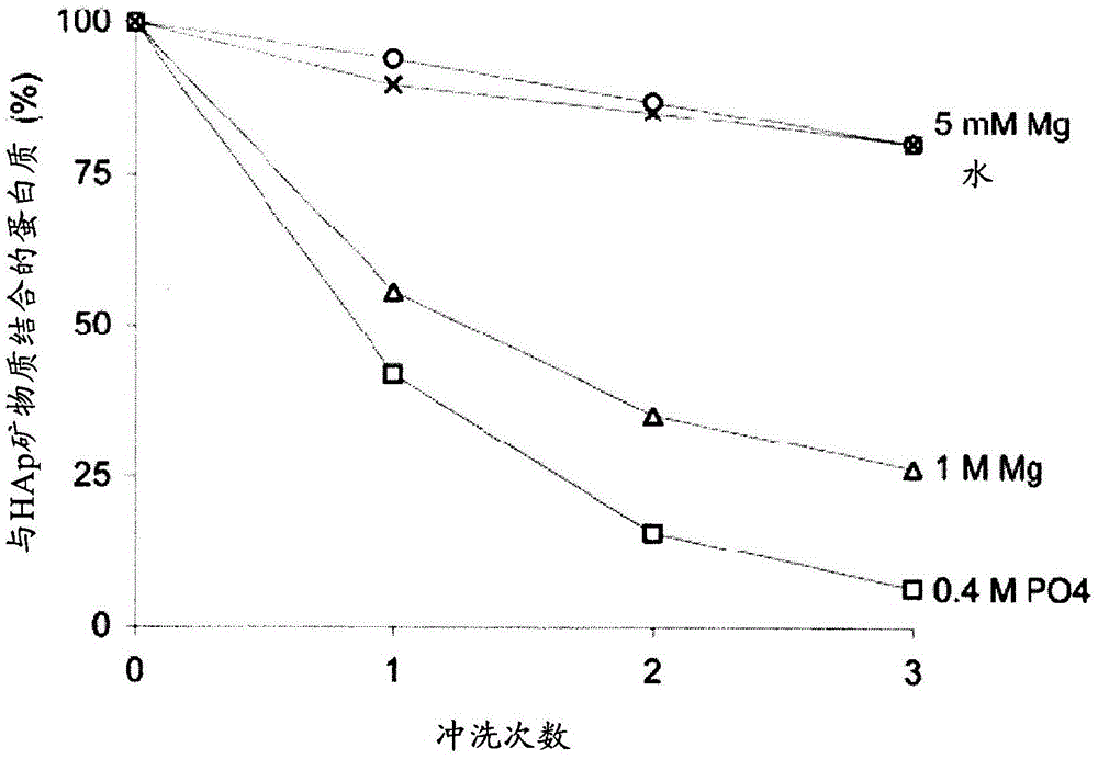 Detection method and kit for porous dental hydroxyapatite