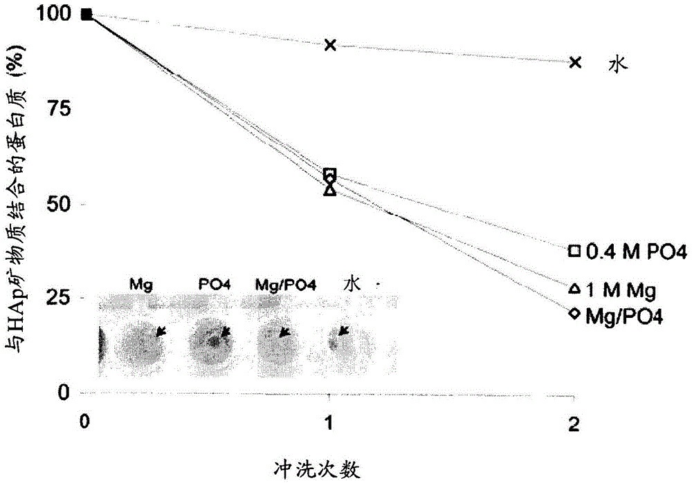 Detection method and kit for porous dental hydroxyapatite