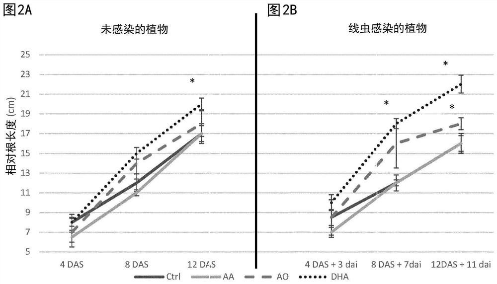 Use of dehydroascorbic acid against nematode infection in plants