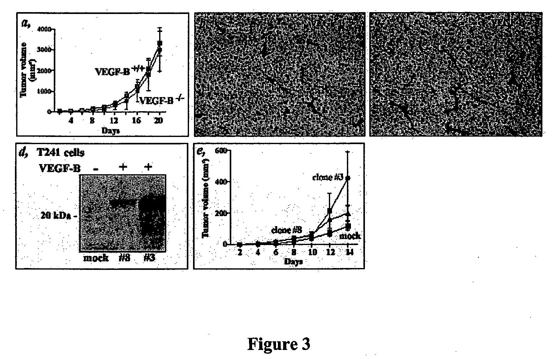 Method for inhibiting tumor formation and growth