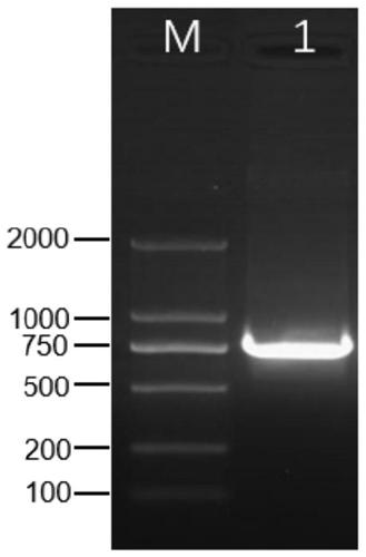 Grape fruit ripening related gene VvNAC and application thereof