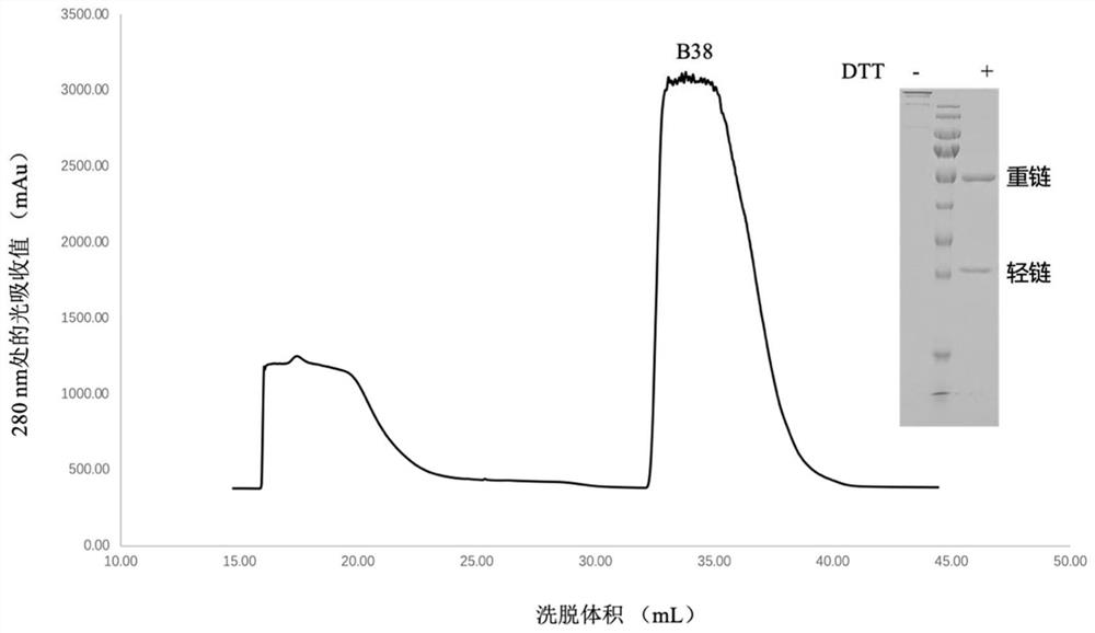 A kind of monoclonal antibody against novel coronavirus and application thereof