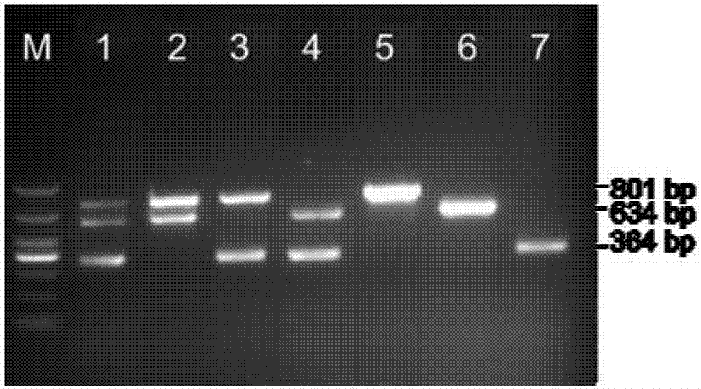 Method for simultaneously detecting salmonella typhimurium, escherichia coli O157:H7 and listeria monocytogenesis