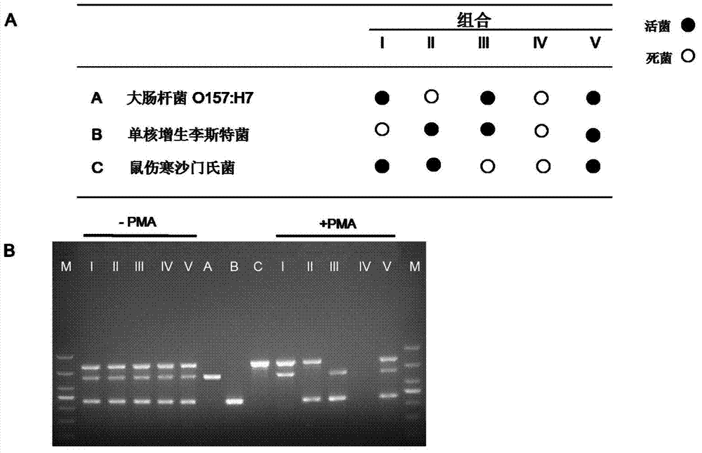 Method for simultaneously detecting salmonella typhimurium, escherichia coli O157:H7 and listeria monocytogenesis