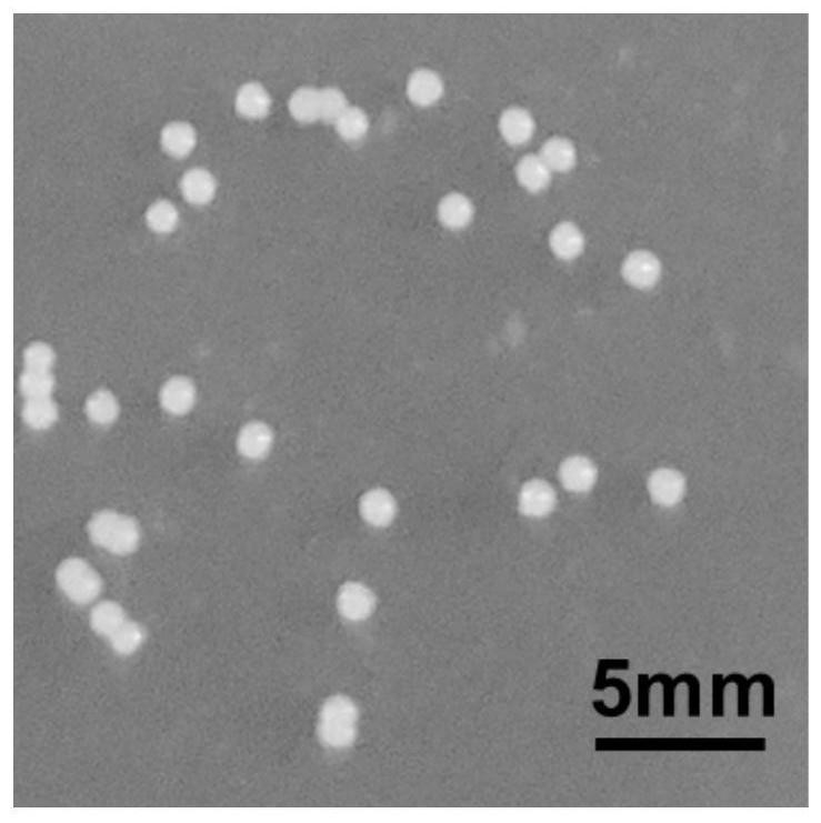 Bacterial cellulose producing strain, screening method and preparation of bacterial cellulose