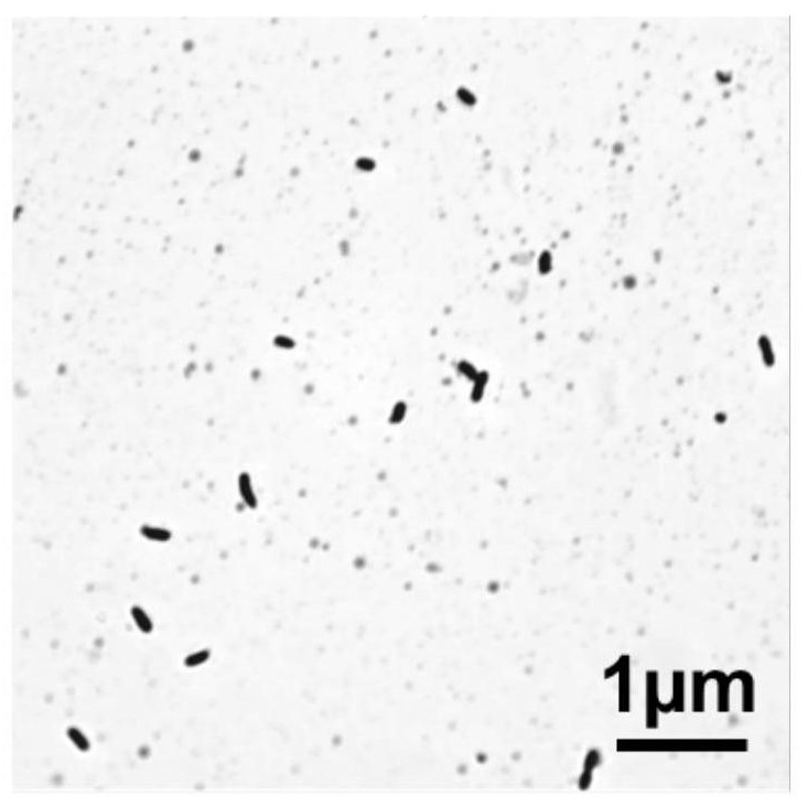 Bacterial cellulose producing strain, screening method and preparation of bacterial cellulose