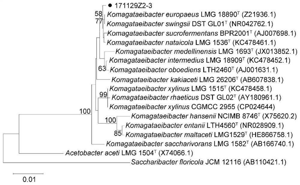 Bacterial cellulose producing strain, screening method and preparation of bacterial cellulose