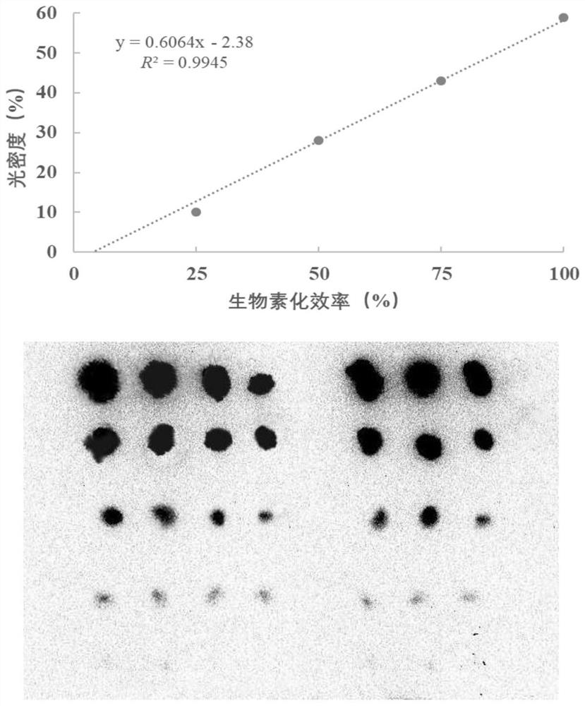 Method for quantitatively detecting content of free DNA (deoxyribonucleic acid) by isotope dilution mass spectrometry