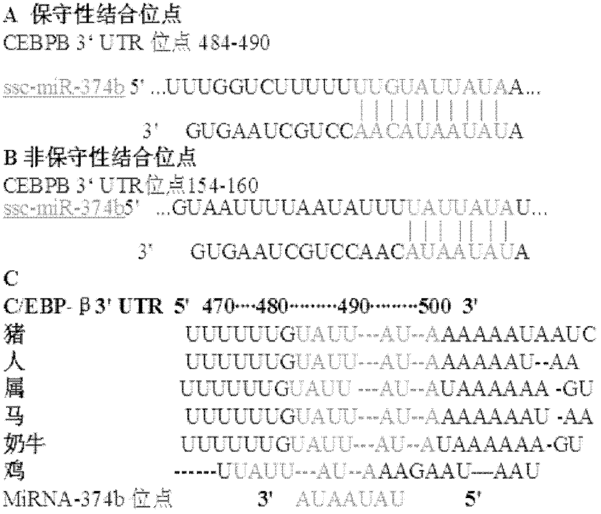 Applications of ssc-miR-374b-5p in preparation of drugs for reducing fat deposition and/or resisting fat-related diseases