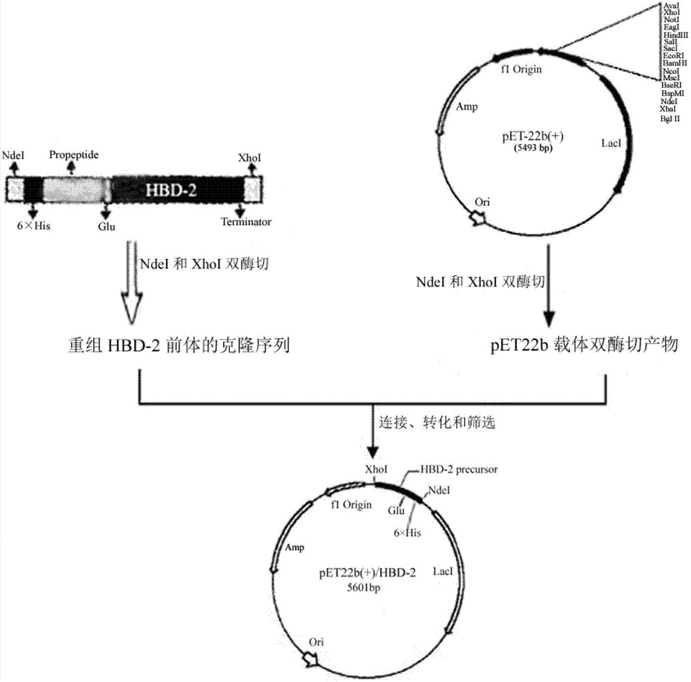 Mature human beta-defensin-2 (HBD-2) and preparation method thereof