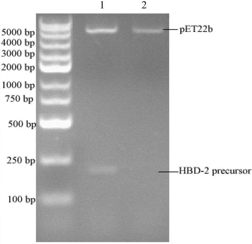 Mature human beta-defensin-2 (HBD-2) and preparation method thereof