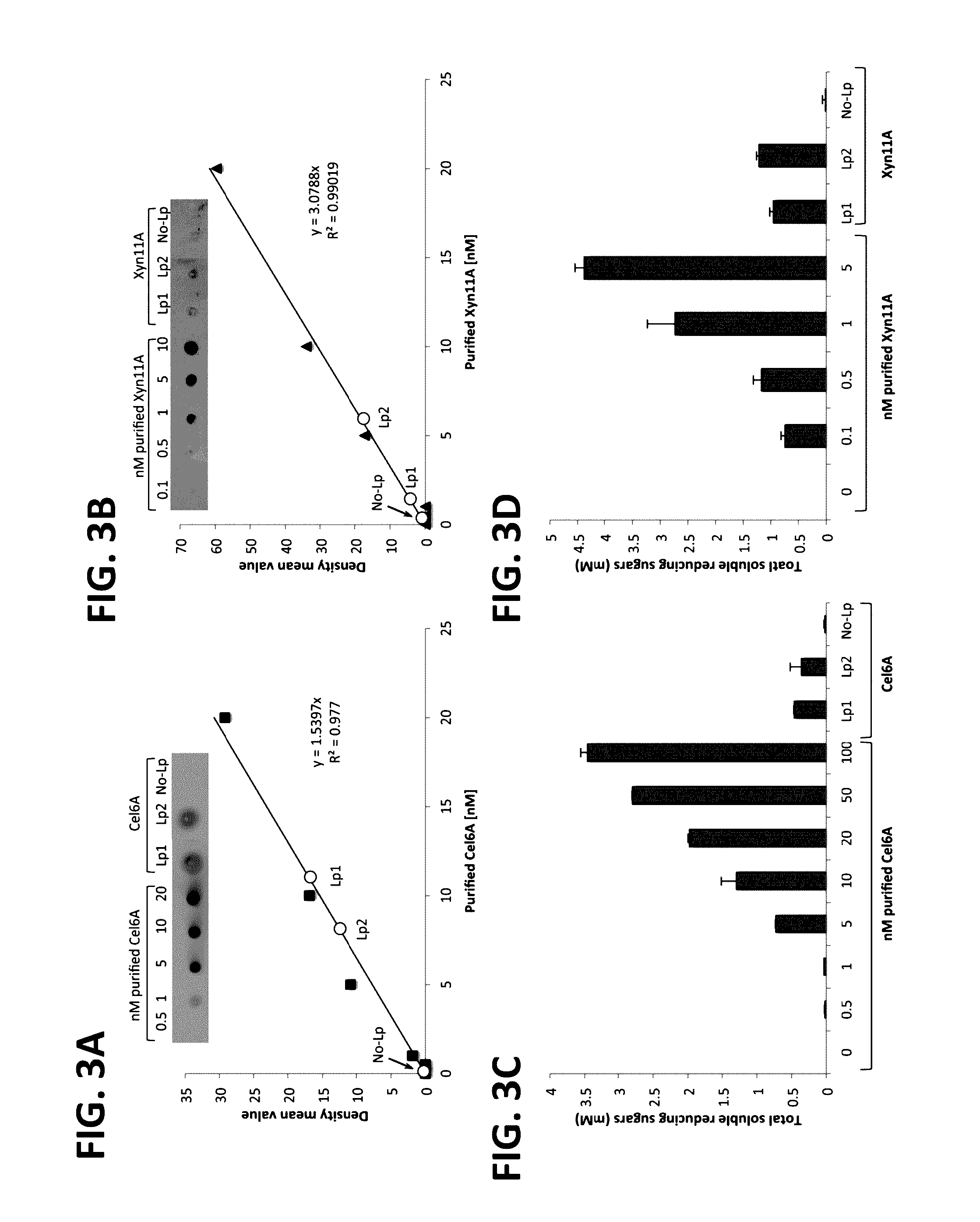 Lactic acid bacteria genetically modified to express enzymes of the cellulolytic system