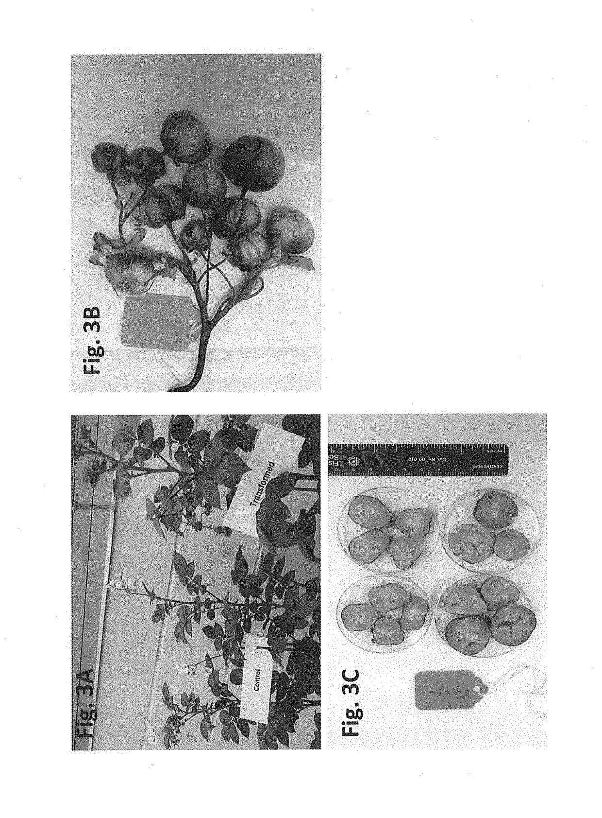 Potato fertility restoration