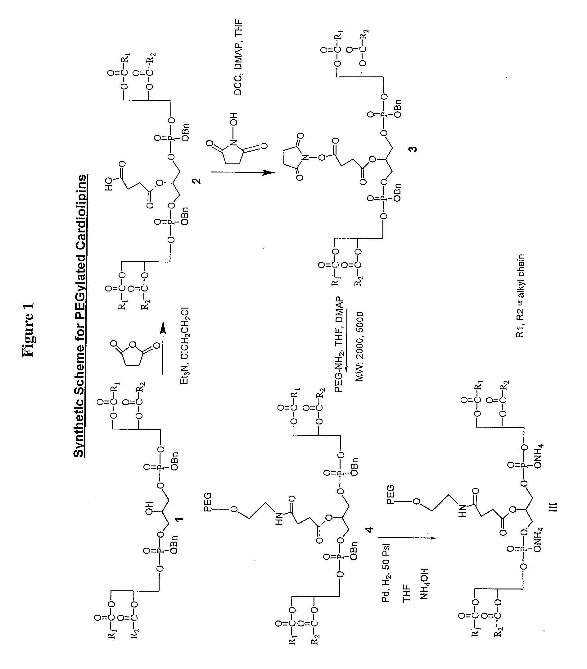 Pegylated Cardiolipin Analogs, Methods of Synthesis, and Uses Thereof