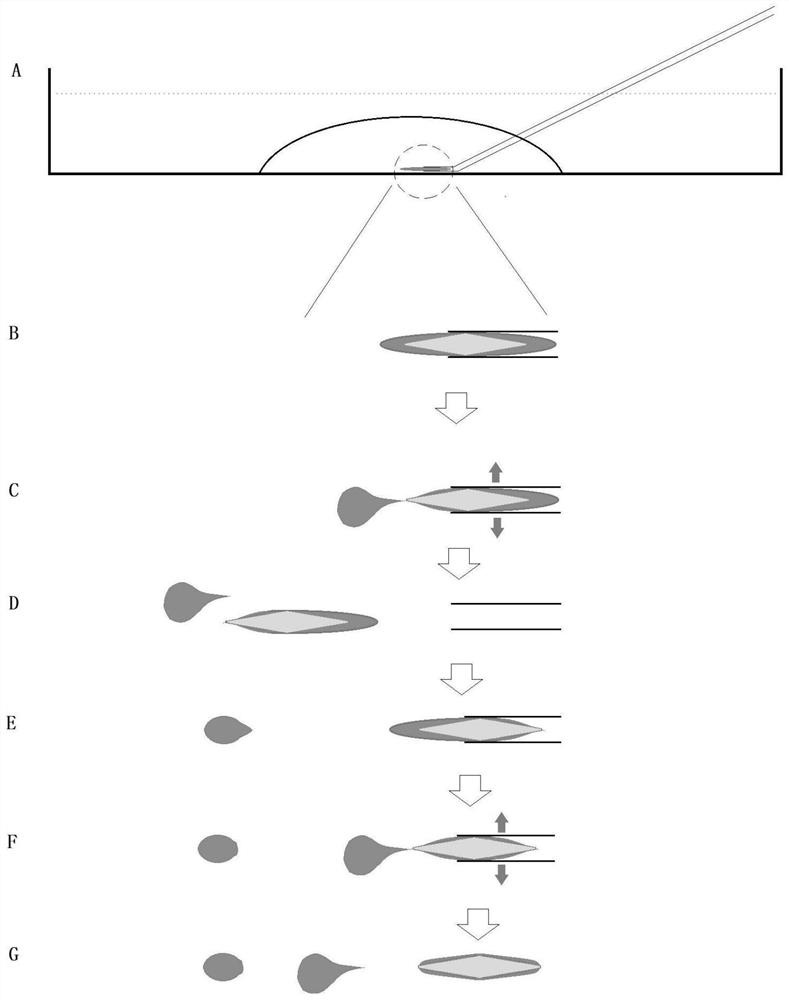 Culture solution for mechanical separation of cytoplasm and use method of culture solution