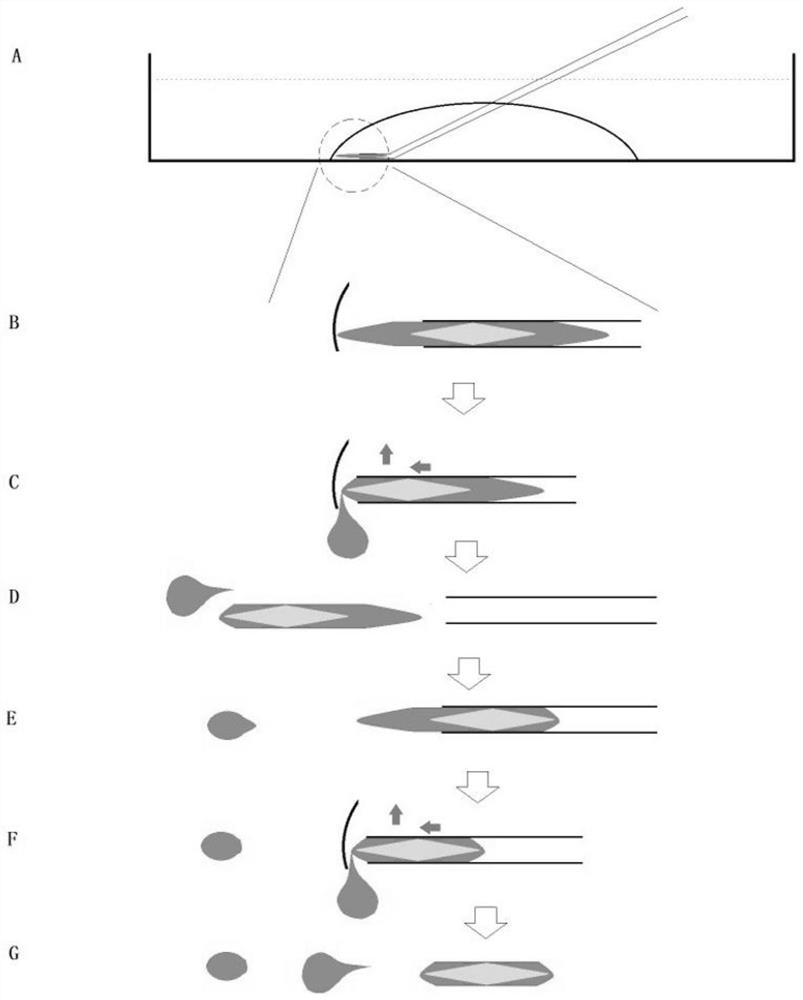 Culture solution for mechanical separation of cytoplasm and use method of culture solution