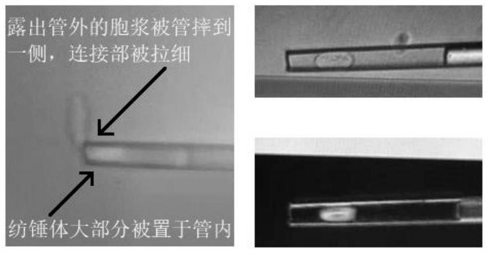 Culture solution for mechanical separation of cytoplasm and use method of culture solution