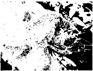 Network curtain image recognition method of fall webworm larvae