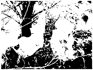 Network curtain image recognition method of fall webworm larvae