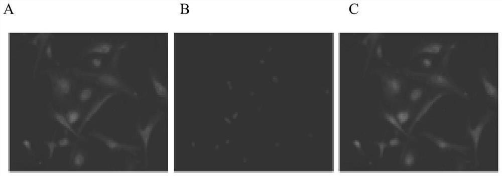 A method for separation, purification and culture of naked mole-rat Leydig cells