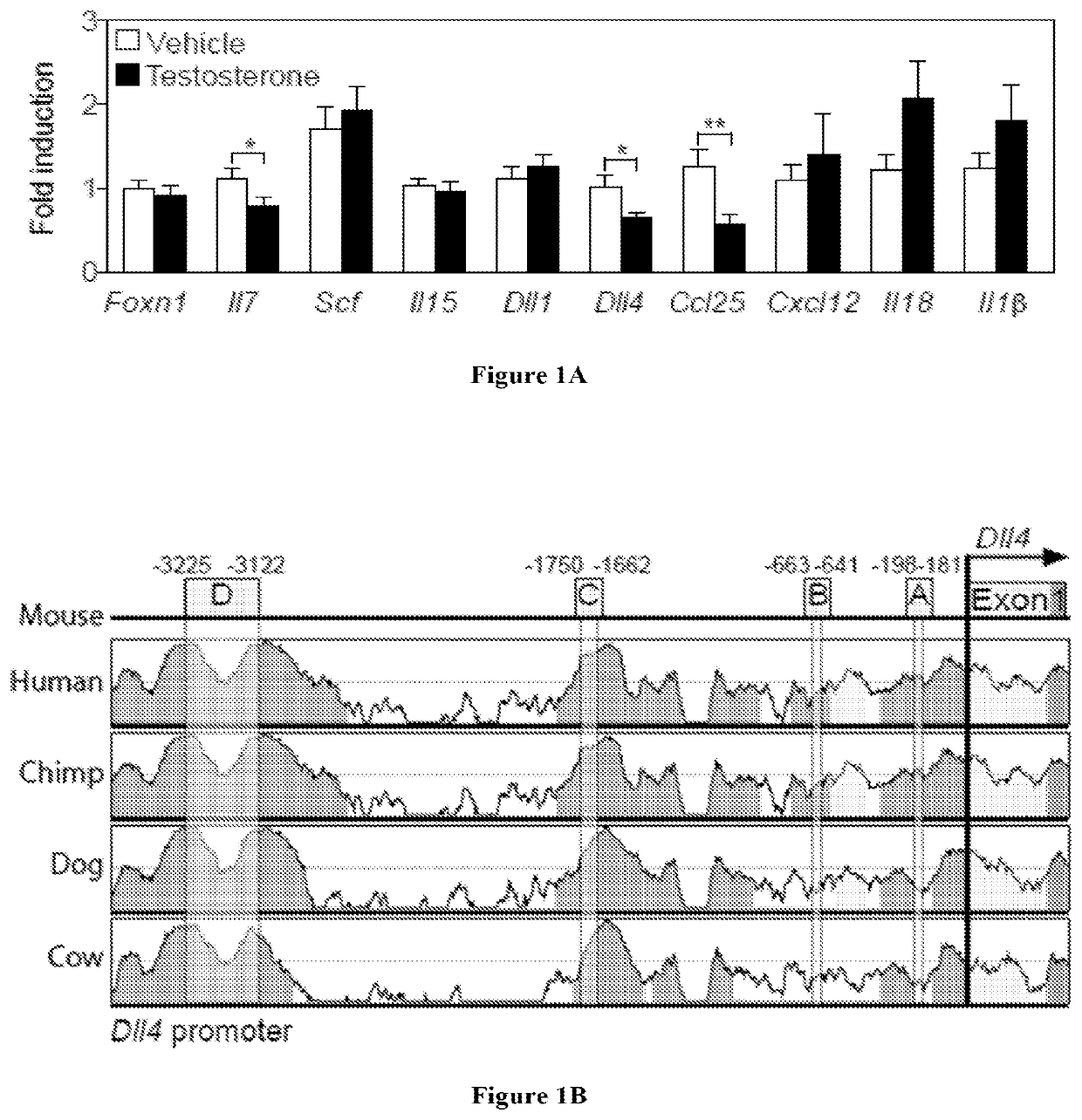 Hematopoietic recovery from radiation injury