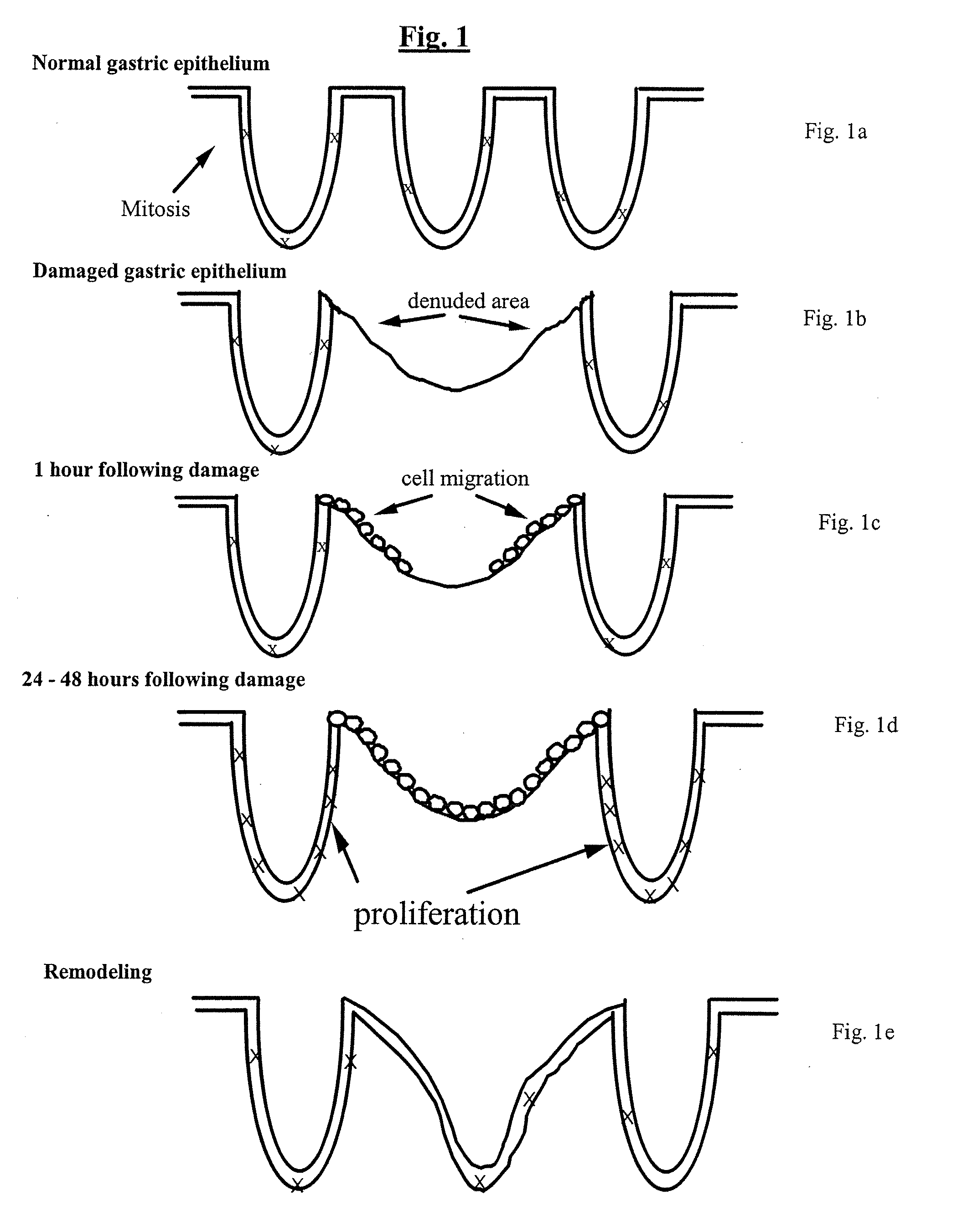 Bioactive Agent Compositions for Repair of Cell Injuries