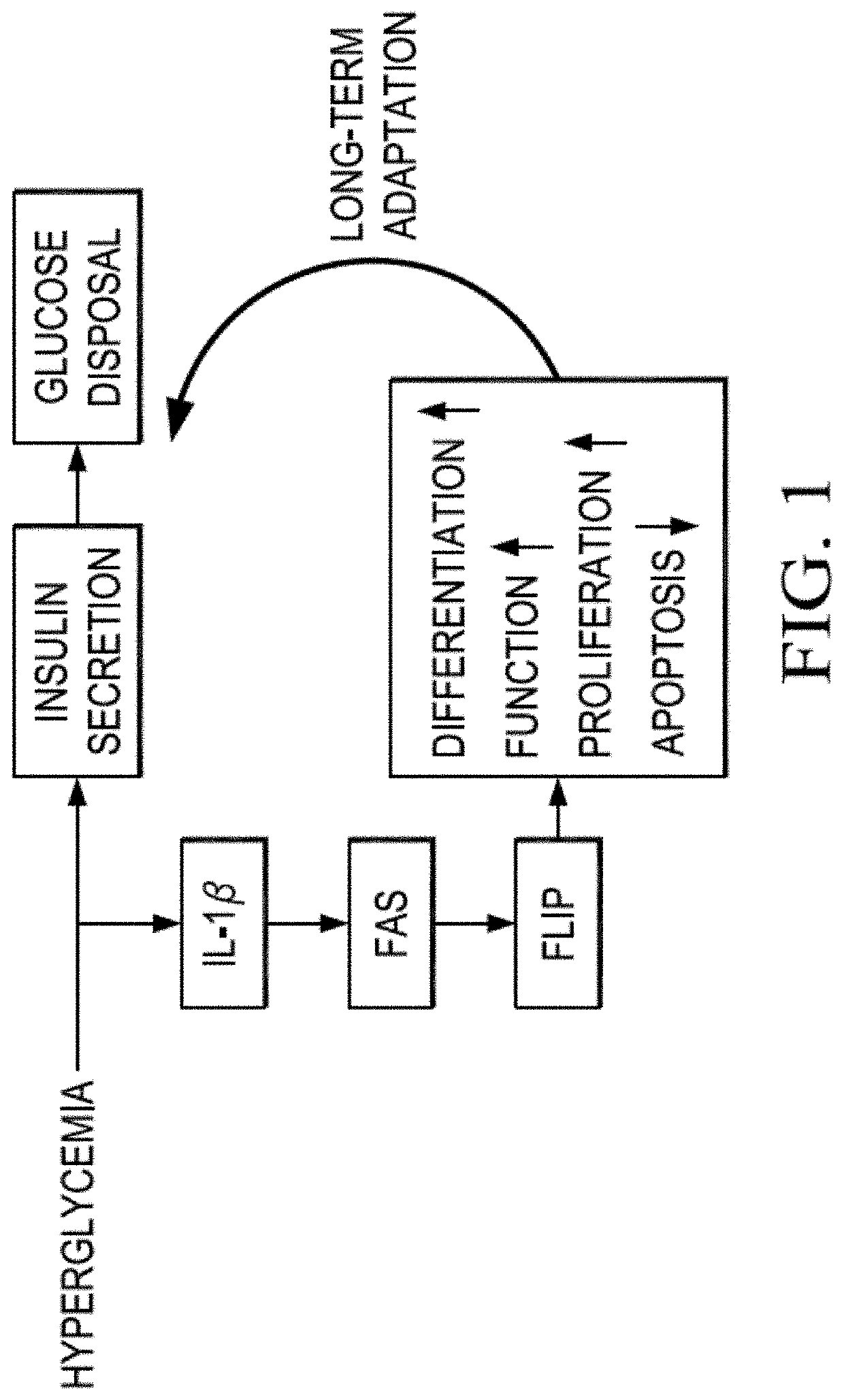 Self replicating RNA for inducing somatic differentiation of unmodified adult stem cells