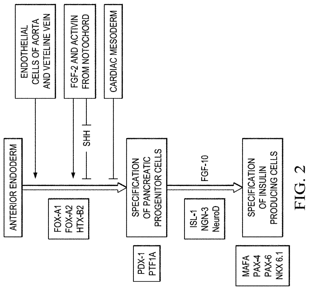 Self replicating RNA for inducing somatic differentiation of unmodified adult stem cells