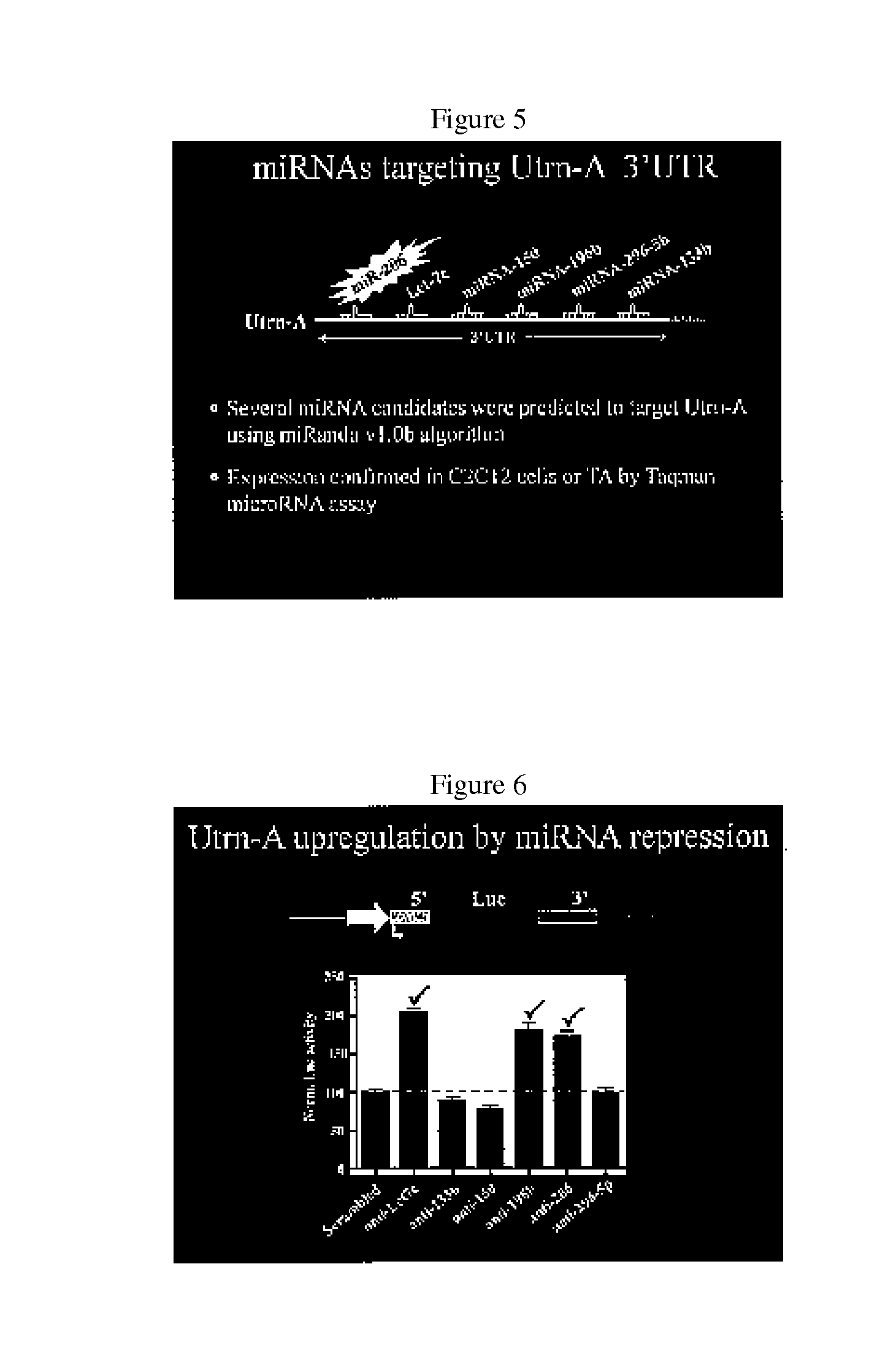 Methods for enhancing utrophin production via inhibition of microrna