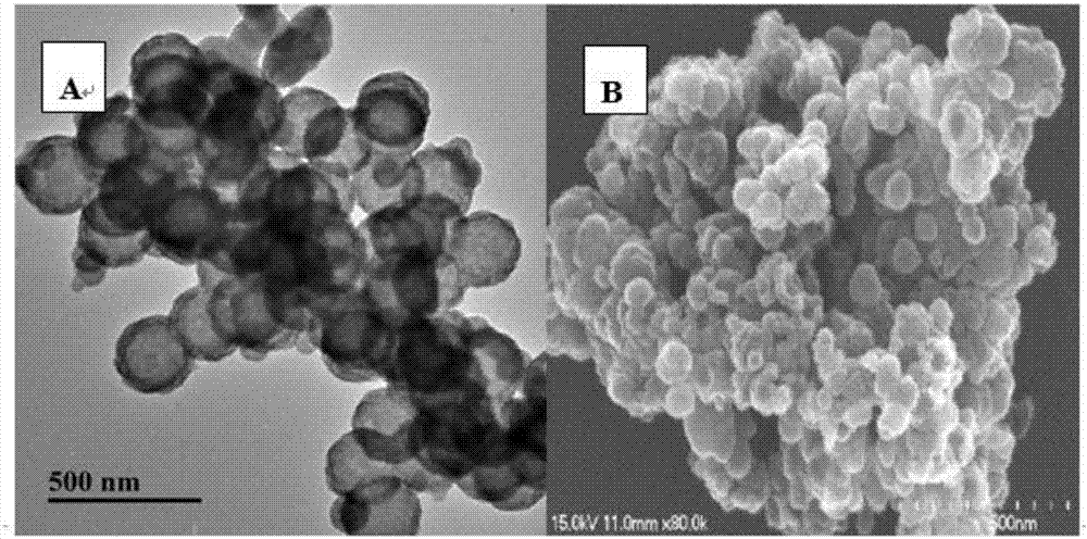 Method for detecting specific IgE (immunoglobulin E) of metapenaeus ensis