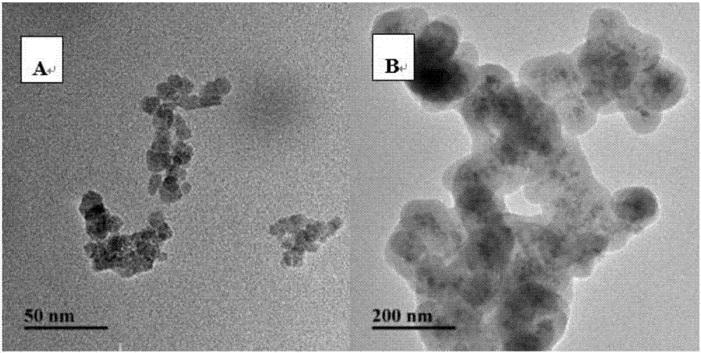 Method for detecting specific IgE (immunoglobulin E) of metapenaeus ensis