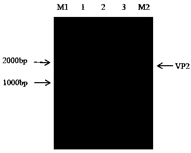 Chicken infectious bursal disease virus VP2 gene, expression product and subunit vaccine thereof, and application of vaccine