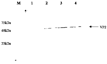 Chicken infectious bursal disease virus VP2 gene, expression product and subunit vaccine thereof, and application of vaccine