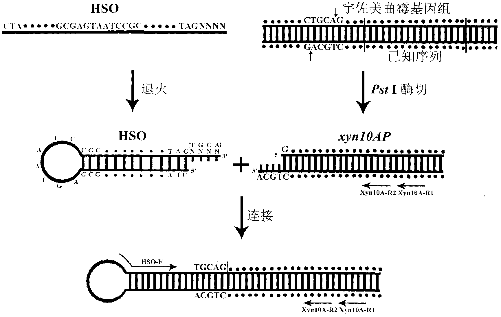 Method for determining 5' end flank unknown sequence by using hairpin structure mediation