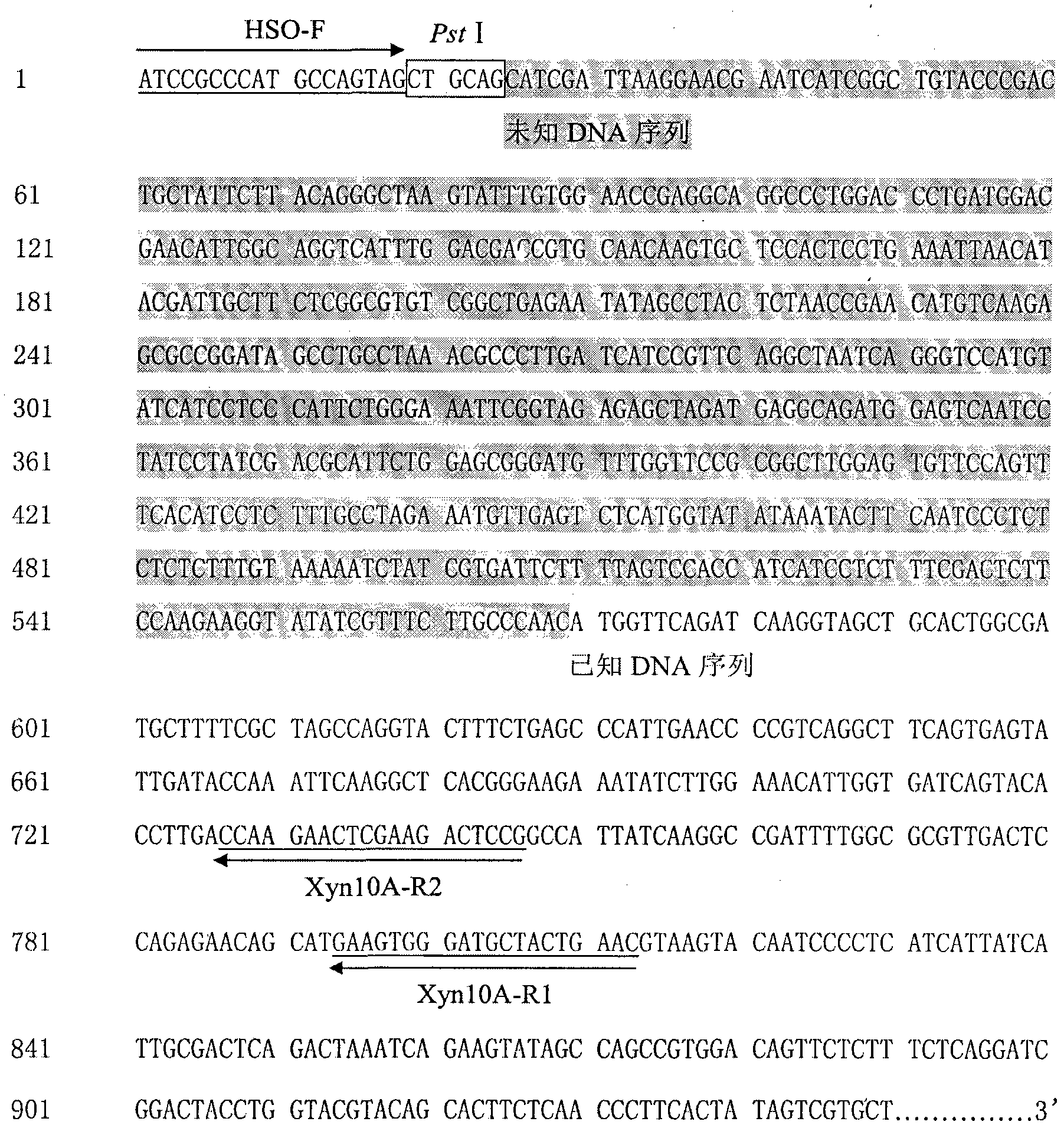 Method for determining 5' end flank unknown sequence by using hairpin structure mediation