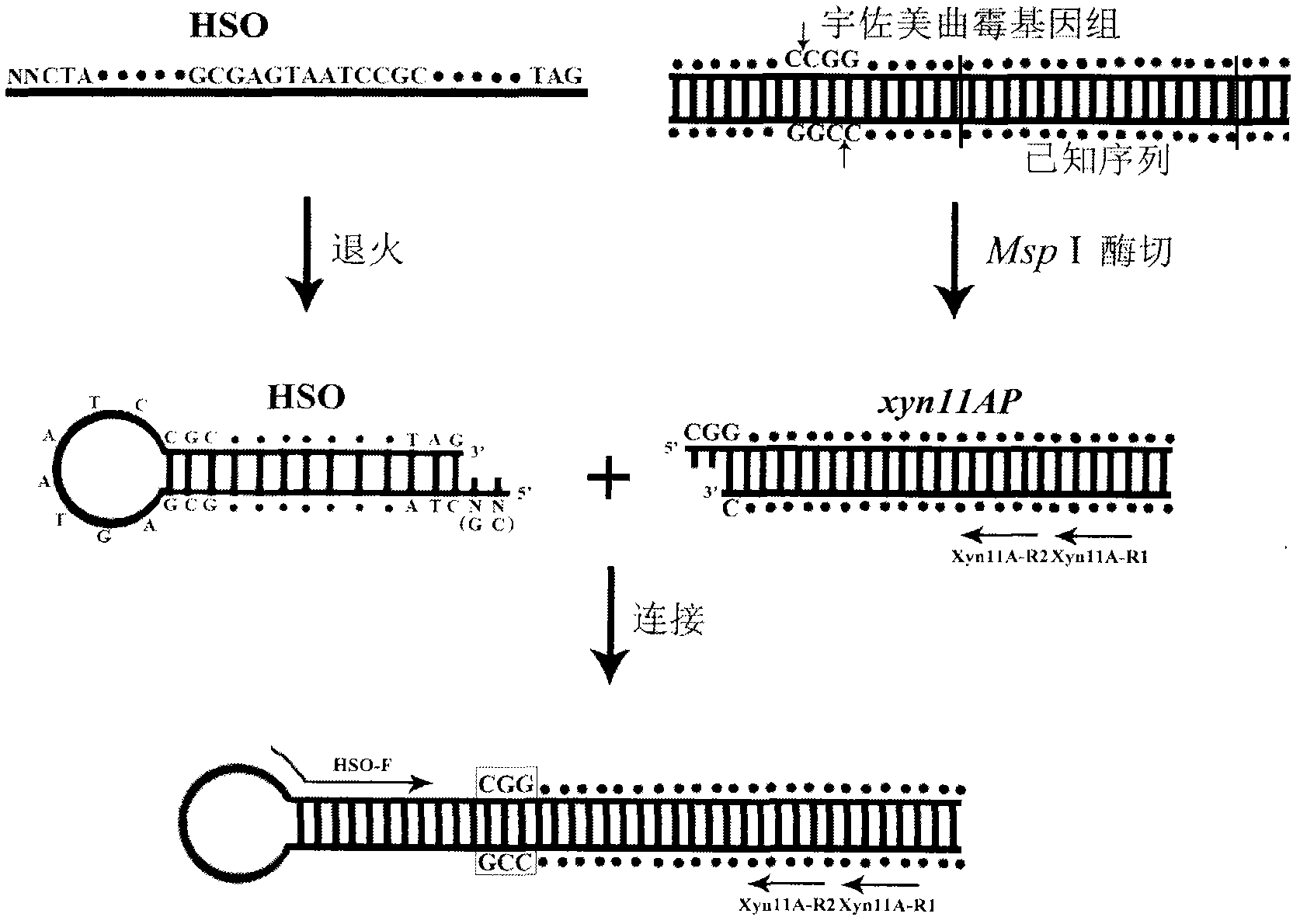 Method for determining 5' end flank unknown sequence by using hairpin structure mediation