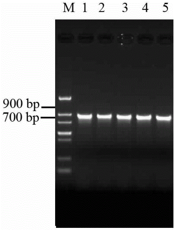 Method for implementing constitutive expression of plectasin derivative MP1102 in Pichia pastoris