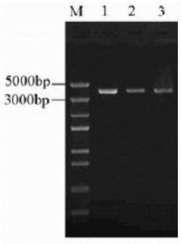 Method for implementing constitutive expression of plectasin derivative MP1102 in Pichia pastoris