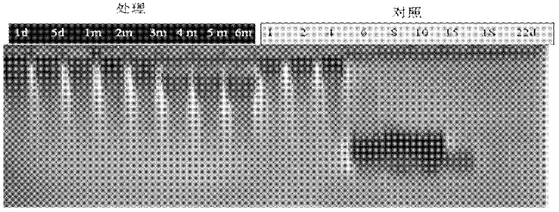 Method for inhibiting degradation of gamma-polyglutamic acid and gamma-polyglutamic acid water-retaining agent